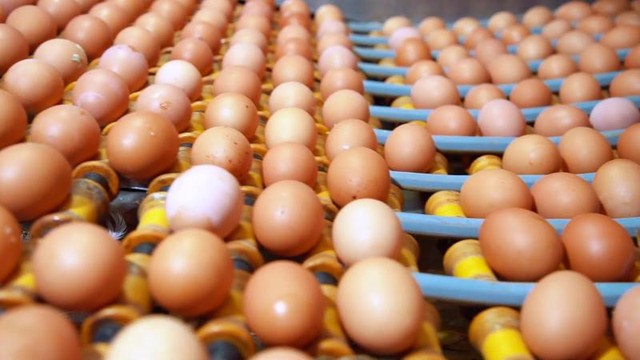 Giải pháp căn cơ giúp ngành hàng trứng gia cầm phát triển bền vững- Ảnh 1.