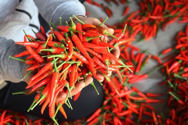 2 tháng đầu năm, xuất khẩu ớt thu về 3,9 triệu USD, tăng 15,8%- Ảnh 1.
