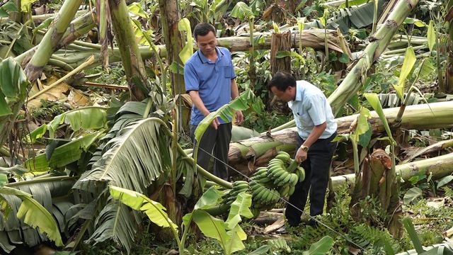 Phú Thọ: Mưa lớn làm thiệt hại hơn 180 ha cây hoa màu và tốc mái hơn 280 dân tại huyện Hạ Hòa- Ảnh 1.