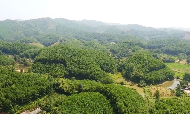 Sắp chuyển nhượng 5,15 triệu tín chỉ carbon rừng tại 11 tỉnh Việt Nam- Ảnh 1.