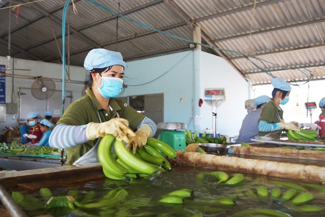 Chuối tươi Việt soán ngôi Philippines tại thị trường Trung Quốc- Ảnh 1.