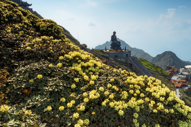 Hoa đỗ quyên đang thắp lên núi rừng Hoàng Liên những mảng màu đậm chất thơ