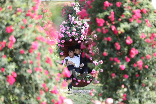 Sa Pa tấp nập khách đến du ngoạn Lễ hội Hoa hồng Fansipan ngay ngày đầu tiên của kỳ nghỉ lễ 30/4- Ảnh 2.