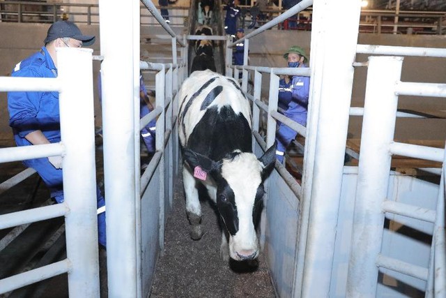 Tập đoàn TH nhập khẩu 2009 bò sữa cao sản thuần chủng từ Mỹ về trang trại Thanh Hóa- Ảnh 3.
