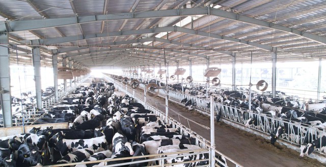 Tập đoàn TH nhập khẩu 2009 bò sữa cao sản thuần chủng từ Mỹ về trang trại Thanh Hóa- Ảnh 6.
