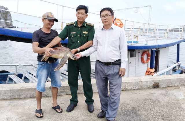 Đồn Biên phòng cửa khẩu cảng Hòn Chông phối hợp Phòng Kinh tế và Hạ tầng huyện Kiên Lương tiếp nhận cá thể Rùa biển của người dân giao nộp.
