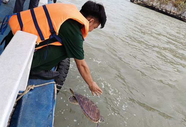 Đồn Biên phòng cửa khẩu cảng Hòn Chông thả cá thể Rùa biển về môi trường tự nhiên.