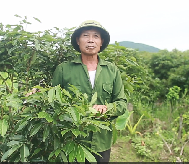 Bắc Giang: Nông dân thấp thỏm nỗi lo quả vải mất mùa- Ảnh 2.