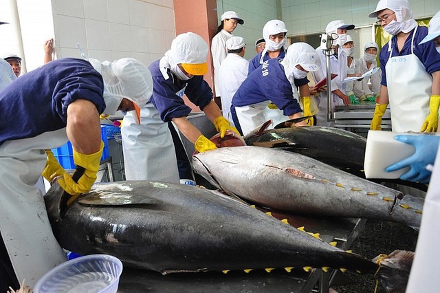 Xuất khẩu cá ngừ kỳ vọng tháo gỡ rào cản để cán mốc 1 tỷ USD- Ảnh 1.