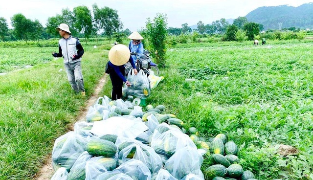 Nghệ An: Dưa hấu 'cháy hàng' được giá, nông dân phấn khởi- Ảnh 2.