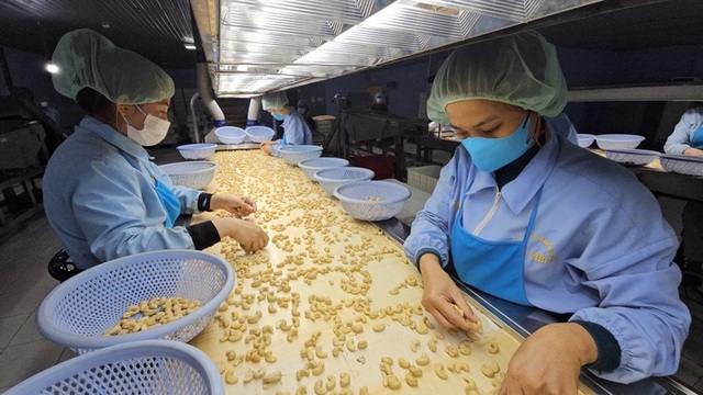 Giá điều thô tăng 50% trong vòng 1 tháng- Ảnh 1. Giá điều thô tăng 50% trong vòng 1 tháng- Ảnh 1.