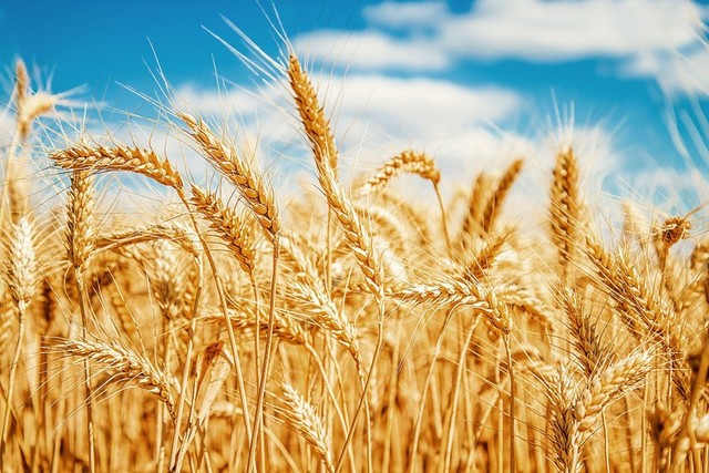 Việt Nam chi hơn 779 triệu USD để nhập khẩu lúa mì- Ảnh 1.