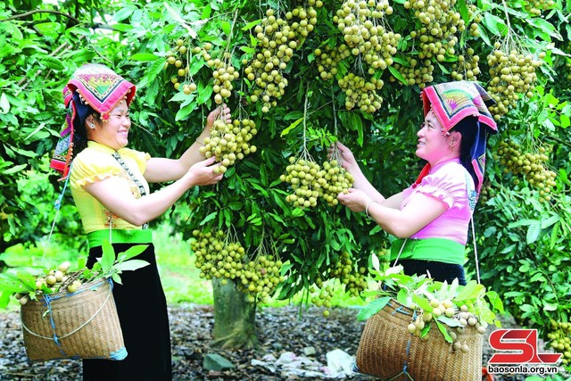 Tỉnh Sơn La đã tập trung các nguồn lực thực hiện Chương trình mục tiêu quốc gia xây dựng nông thôn mới với nhiều kết quả tích cực.