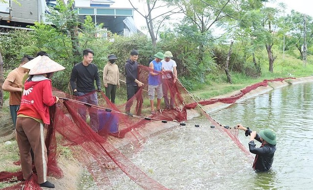 Hà Tĩnh: Nông dân chủ động gia cố hồ nuôi, thu hoạch sớm tôm trước mùa mưa bão- Ảnh 3.