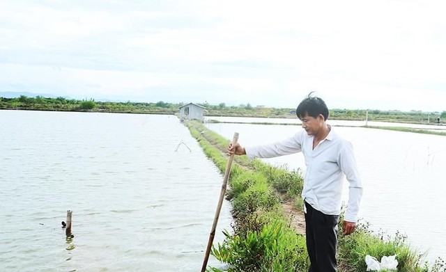 Hà Tĩnh: Nông dân chủ động gia cố hồ nuôi, thu hoạch sớm tôm trước mùa mưa bão- Ảnh 2.