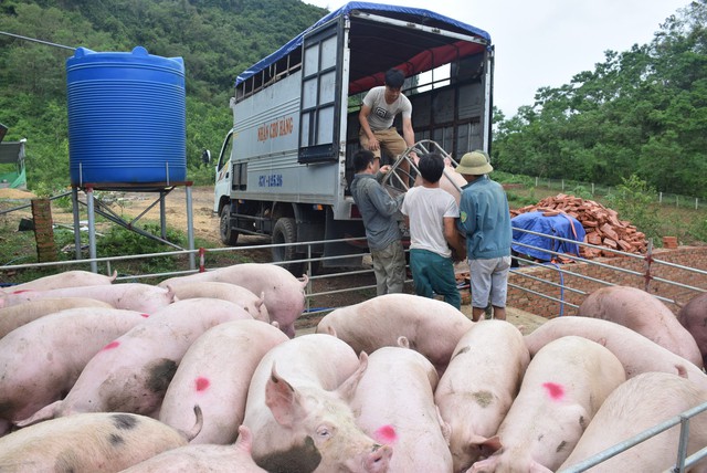 Nghệ An: Ban hành Chỉ thị tăng cường phòng, chống dịch tả lợn châu Phi- Ảnh 1.