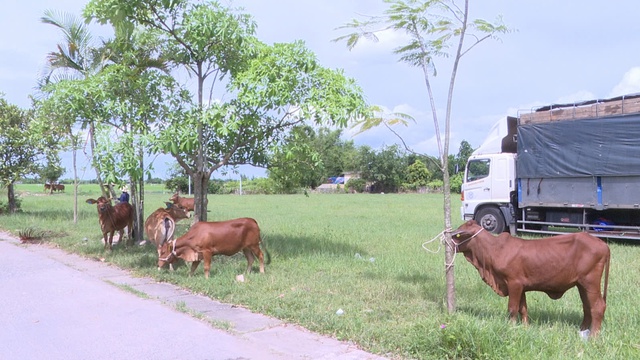 Ghi nhận từ mô hình hỗ trợ bò sinh sản cho hộ nghèo- Ảnh 3.