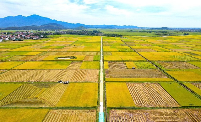 Hà Tĩnh: Năng suất lập kỷ lục mới, vụ lúa hè thu thắng lợi toàn diện- Ảnh 1.