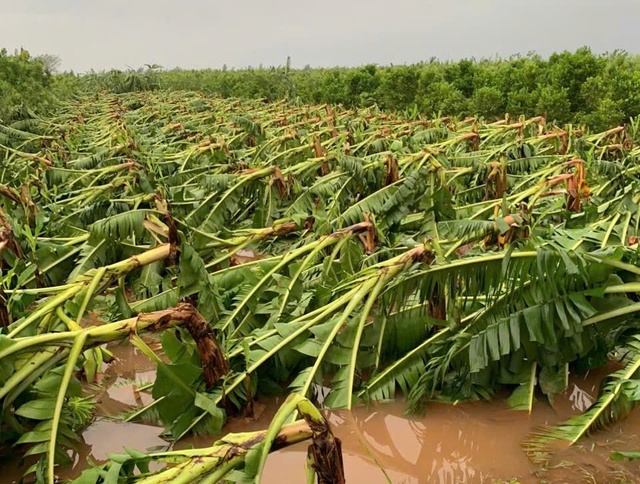 Thái Bình: Huyện Vũ Thư triển khai nhiều giải pháp khắc phục thiệt hại do bão- Ảnh 1.