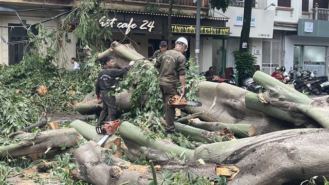 Hà Nội: Triển khai công tác khắc phục thiệt hại về cây xanh, gãy đỗ sau bão- Ảnh 1.