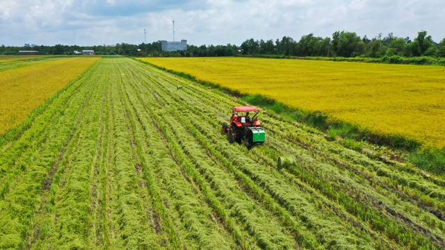 Mong đợi từ những cánh đồng lúa chất lượng cao, phát thải thấp- Ảnh 1.