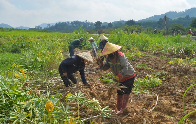 Nghệ An: Nông dân phấn khởi vì sắn được mùa, được giá- Ảnh 1.