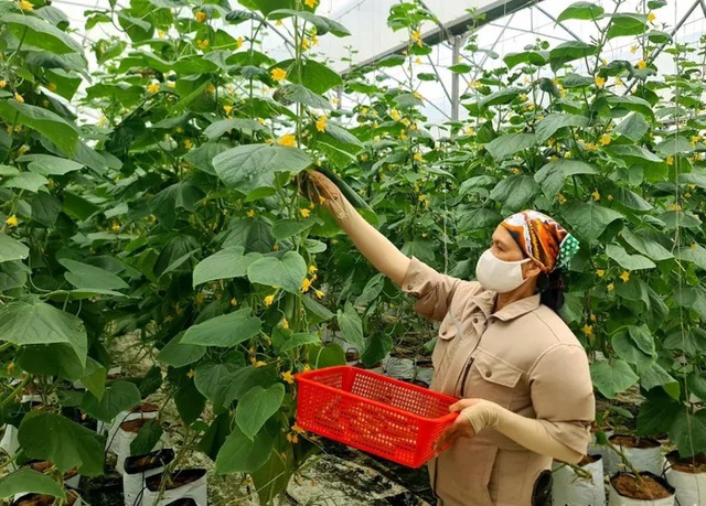 Hải Dương: Nhiều xã đạt chuẩn nông thôn mới kiểu mẫu và nông thôn mới nâng cao- Ảnh 1.