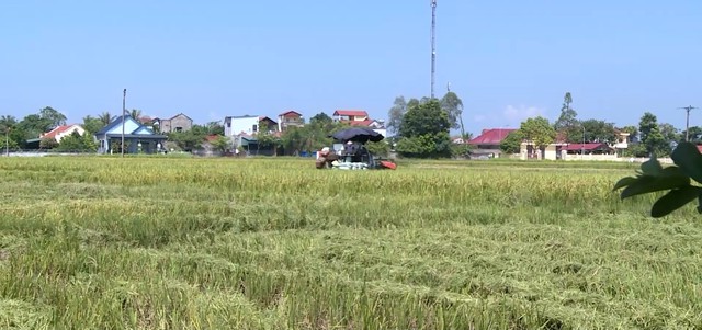 Thanh Hóa: Khẩn trương thu hoạch lúa mùa nhằm ứng phó với bão số 3- Ảnh 1.