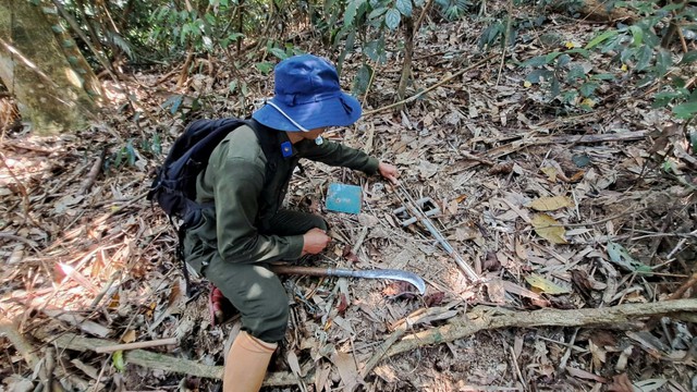 BQL rừng phòng hộ huyện Tây Giang: Nâng cao hiệu quả quản lý, bảo vệ và phát triển rừng- Ảnh 2. BQL rừng phòng hộ huyện Tây Giang: Nâng cao hiệu quả quản lý, bảo vệ và phát triển rừng- Ảnh 2.