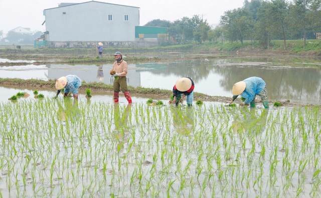 Nghệ An: Lãnh đạo tỉnh kiểm tra sản xuất tại huyện Hưng Nguyên và Nghi Lộc- Ảnh 2.