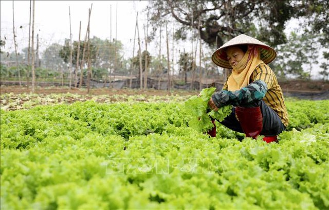 Thái Bình: chuẩn bị nguồn rau phục vụ thị trường Tết- Ảnh 1.