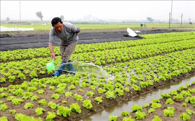 Thái Bình: chuẩn bị nguồn rau phục vụ thị trường Tết- Ảnh 3.