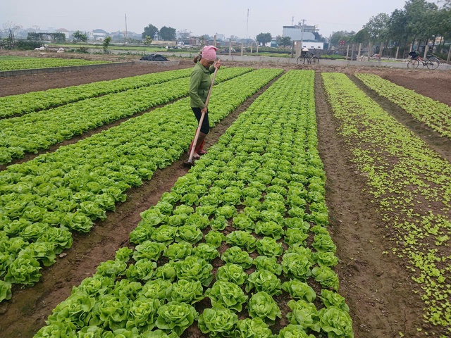 Thái Bình: năm thứ hai liên tiếp thu nội địa ngân sách đạt trên 11.000 tỷ đồng- Ảnh 4.