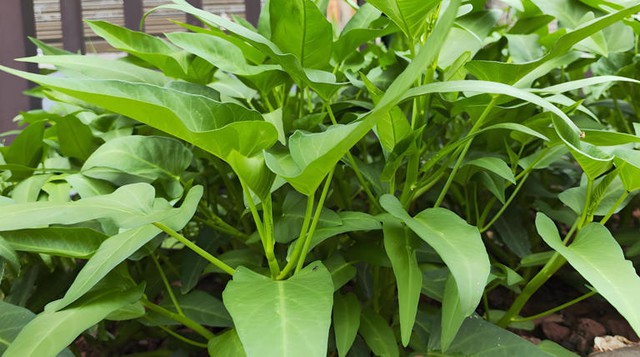 5 loại rau dễ "ngậm thuốc trừ sâu" nhất chợ, dân buôn né xa- Ảnh 3. 5 loại rau dễ "ngậm thuốc trừ sâu" nhất chợ, dân buôn né xa- Ảnh 3.