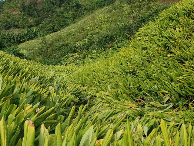 Công ty Cổ phần Nông sản Bắc Kạn: Vinh danh với chứng nhận "Sản phẩm công nghiệp nông thôn tiêu biểu" lần thứ 3- Ảnh 2. Công ty Cổ phần Nông sản Bắc Kạn: Vinh danh với chứng nhận "Sản phẩm công nghiệp nông thôn tiêu biểu" lần thứ 3- Ảnh 2.