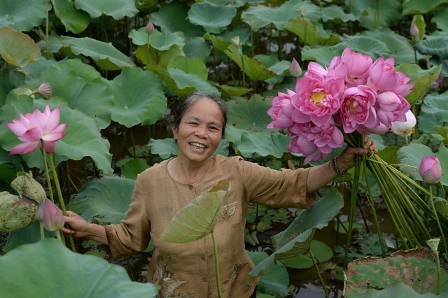 Tơ sen Phùng Xá - Hương sắc từ tinh túy của đất trời- Ảnh 1. Tơ sen Phùng Xá - Hương sắc từ tinh túy của đất trời- Ảnh 1.