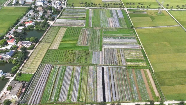 Hành trình biến ruộng hoang thành “vườn thuốc vàng” của chàng trai 9x Tiền Hải- Ảnh 1. Hành trình biến ruộng hoang thành “vườn thuốc vàng” của chàng trai 9x Tiền Hải- Ảnh 1.