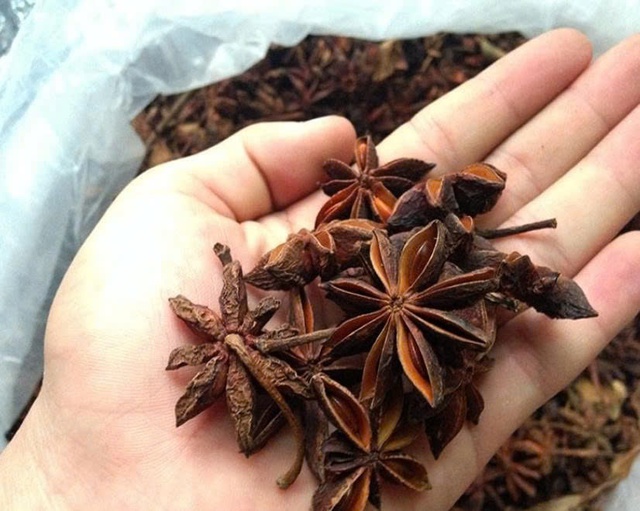 Việt Nam xuất khẩu hơn 11.000 tấn hoa hồi trong 9 tháng- Ảnh 1. Việt Nam xuất khẩu hơn 11.000 tấn hoa hồi trong 9 tháng- Ảnh 1.