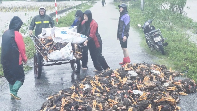 Sau bão, Nghệ An lại oằn mình chống chịu cơn “đại hồng thuỷ”- Ảnh 3.