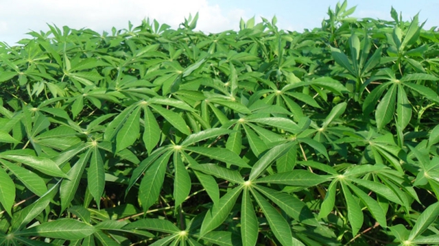 Xuất khẩu các loại lá cây thu về gần 9 triệu USD- Ảnh 1. Xuất khẩu các loại lá cây thu về gần 9 triệu USD- Ảnh 1.