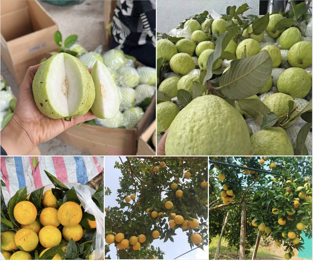 Lễ hội trái cây Bắc Ninh 2025 - nhịp cầu quảng bá nông sản vùng Kinh Bắc- Ảnh 1. Lễ hội trái cây Bắc Ninh 2025 - nhịp cầu quảng bá nông sản vùng Kinh Bắc- Ảnh 1.