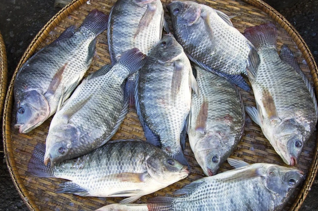 Xuất khẩu cá rô phi tăng tới 332% trong 9 tháng năm 2025- Ảnh 1. Xuất khẩu cá rô phi tăng tới 332% trong 9 tháng năm 2025- Ảnh 1.