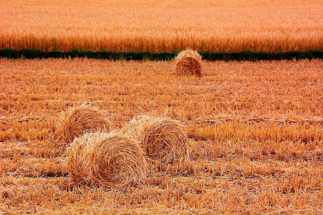 Nhiệm vụ chiến lược đưa rơm rạ thành trụ cột chuyển đổi xanh trong ngành lúa gạo- Ảnh 1.