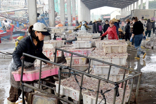 Hướng đi bền vững cho ngành thuỷ sản Nghệ An- Ảnh 2.