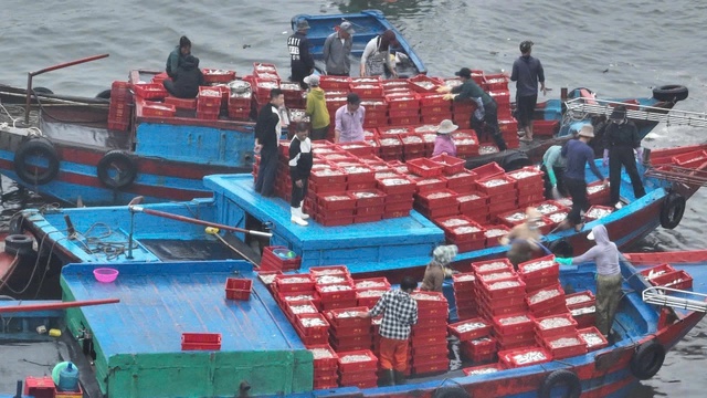 Hướng đi bền vững cho ngành thuỷ sản Nghệ An- Ảnh 3.