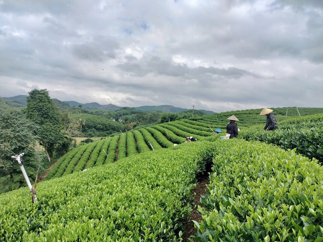 Người dân Phú Thịnh được tập huấn kỹ thuật phát triển sinh kế bền vững