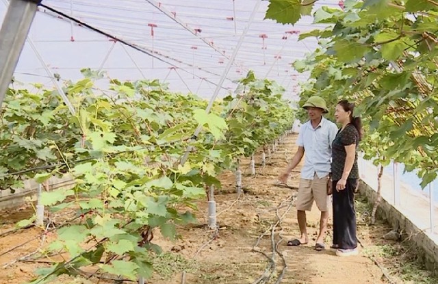 Chuỗi liên kết - nền tảng bứt phá cho nông nghiệp công nghệ cao Thanh Hóa- Ảnh 1. Chuỗi liên kết - nền tảng bứt phá cho nông nghiệp công nghệ cao Thanh Hóa- Ảnh 1.