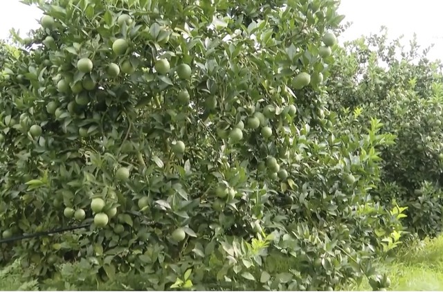 Thanh Hóa: Đẩy mạnh phát triển cây ăn quả theo hướng bền vững- Ảnh 2. Thanh Hóa: Đẩy mạnh phát triển cây ăn quả theo hướng bền vững- Ảnh 2.