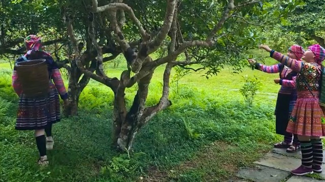 Chè Shan Tuyết Suối Giàng - Báu vật tinh hoa của đất trời- Ảnh 1. Chè Shan Tuyết Suối Giàng - Báu vật tinh hoa của đất trời- Ảnh 1.