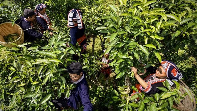 Chè Shan Tuyết Suối Giàng - Báu vật tinh hoa của đất trời- Ảnh 2. Chè Shan Tuyết Suối Giàng - Báu vật tinh hoa của đất trời- Ảnh 2.